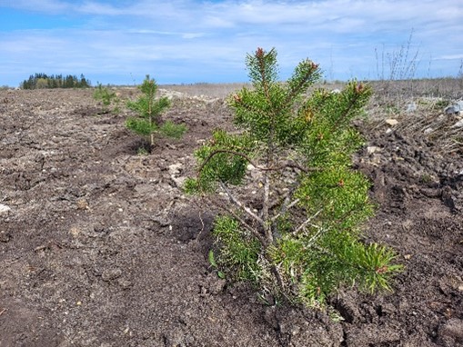 Tree planting event in Ubja oil shale quarry in May, 2024