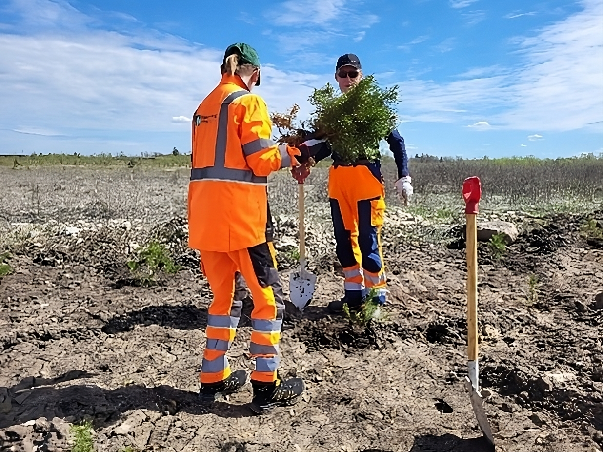 Voluntary work in Estonia: 2000 birch and pine seedlings planted in Ubja quarry