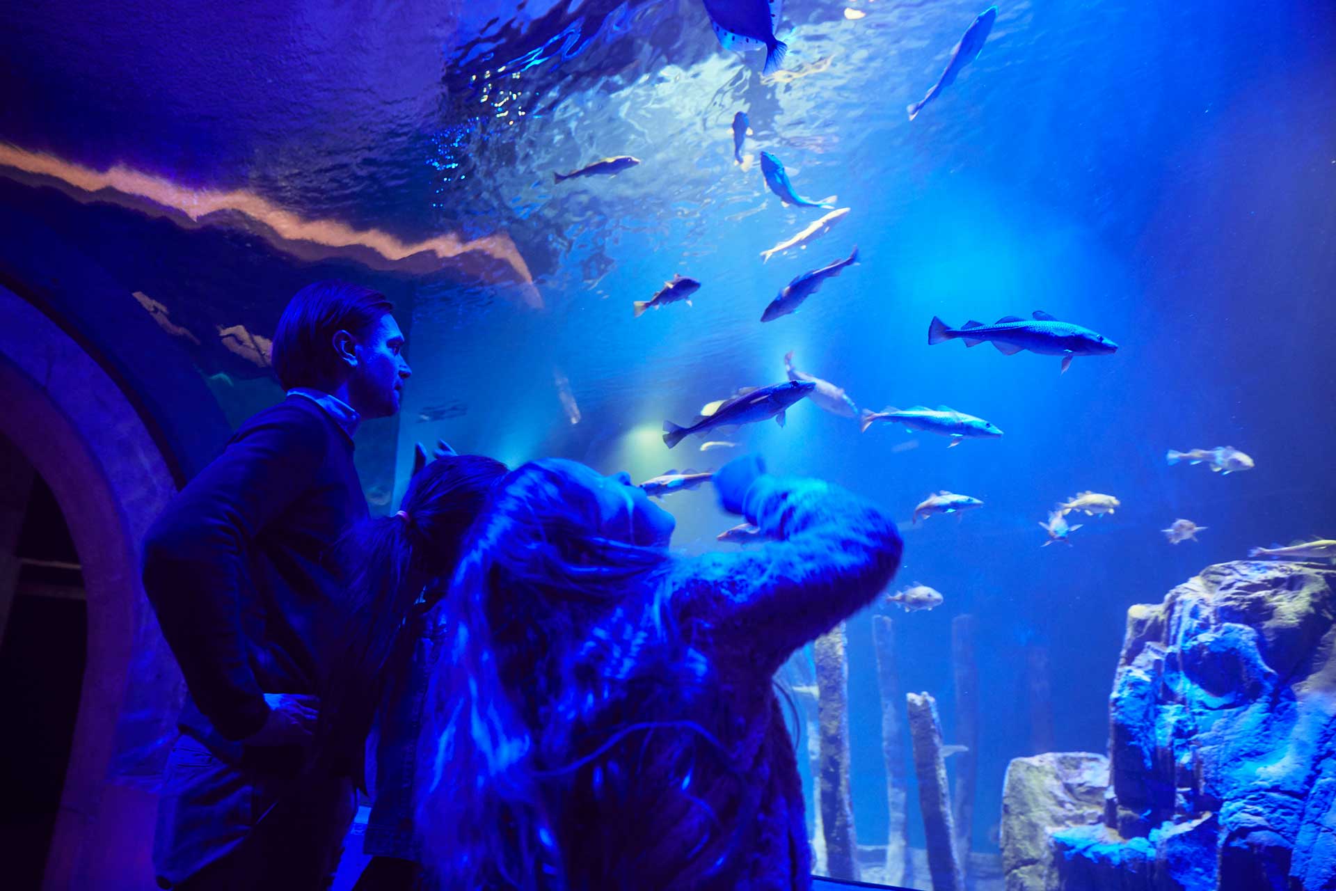 An aquatic panorama within an aquarium tunnel, encircled by diverse fish gliding above and around, with lighting casting a deep blue tint to the surroundings. Silhouettes of several observers of the marine life are discernible.